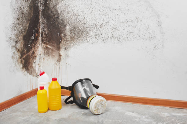 Best Office Mold Removal Services  in Hays, KS