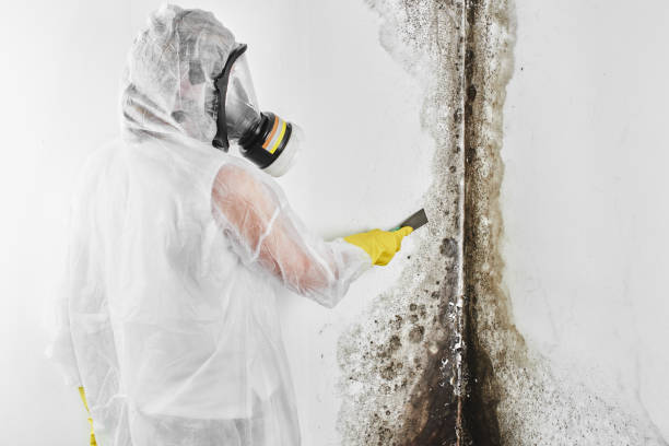 Best Mold Damage Repair  in Hays, KS
