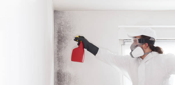Best Residential Mold Removal  in Hays, KS