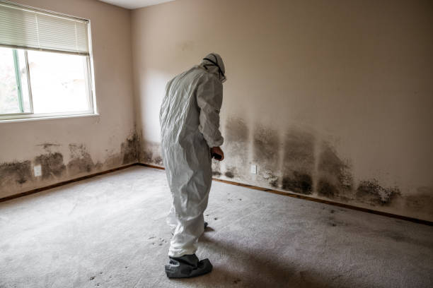 Attic Mold Removal in Hays, KS