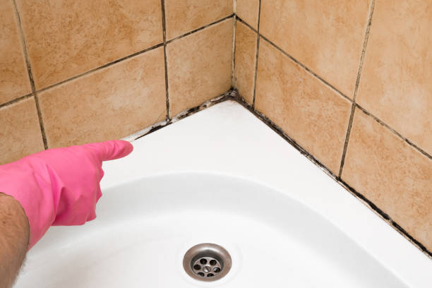 Best Same-Day Mold Removal  in Hays, KS